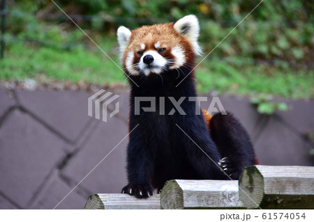レッサーパンダ　西山動物園 61574054