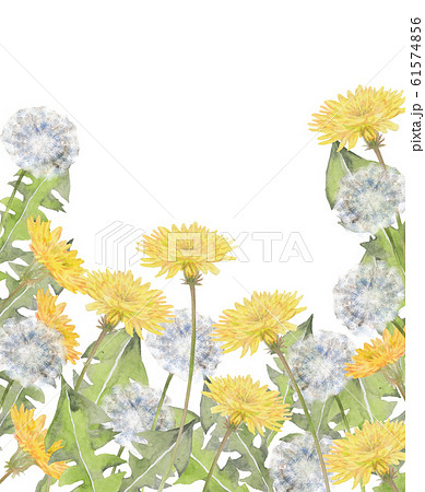 タンポポ水彩画のイラスト素材