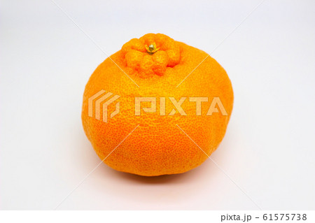 デコポン　大将季 61575738