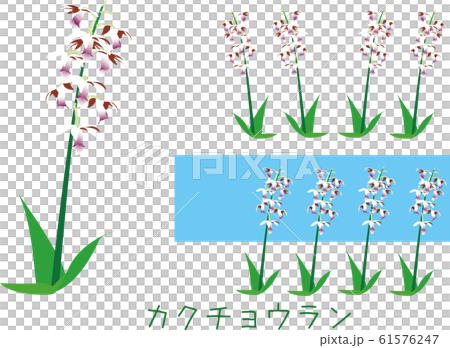 Southern country amami plant rare species endangered 61576247