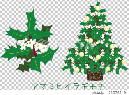 Tropical Amami plants rare species endangered Amami holly mochi Tropical Amami plants rare species endangered Amami holly mochi 61576249