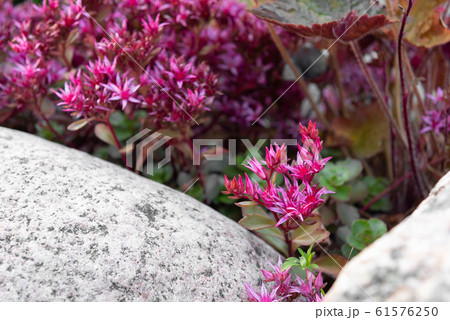 Groundcover pink stonecrop in rockeries in the summer garden close-up 61576250