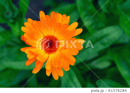 Wet orange calendula flower on a flowerbed in a summer garden after rain close-up 61576284