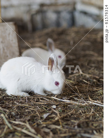 白ウサギ 2羽 食事中の写真素材 白ウサギ 2羽 食事中の写真素材