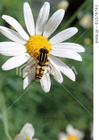 Ox eye daisy flower with hoverfly 61576741