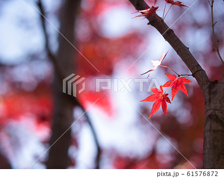 二条城 紅葉 二条城 紅葉 61576872