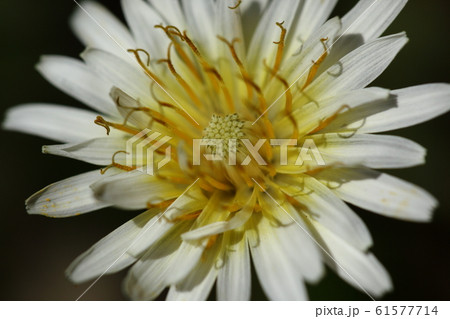 自然 植物 シロバナタンポポ、文字通り白い花のタンポポ。早春から初夏にかけて咲く日本在来種のタンポポ 自然 植物 シロバナタンポポ、文字通り白い花のタンポポ。早春から初夏にかけて咲く日本在来種のタンポポ 61577714