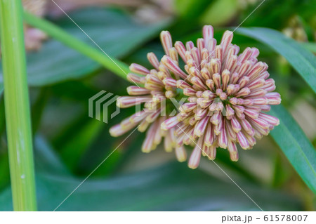 Cape of Good Hope, Dracaena,Dracaena fragrans,agavaceae,flower plant. Cape of Good Hope, Dracaena,Dracaena fragrans,agavaceae,flower plant. 61578007