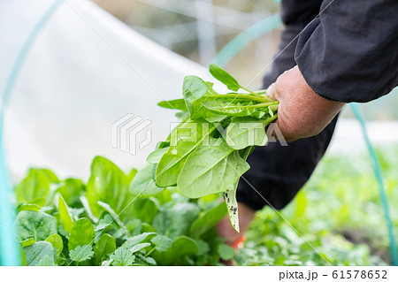 ほうれん草　収穫 61578652