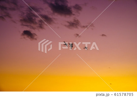 白鳥の飛来地 多々良沼 群馬県館林 白鳥の飛来地 多々良沼 群馬県館林 61578705