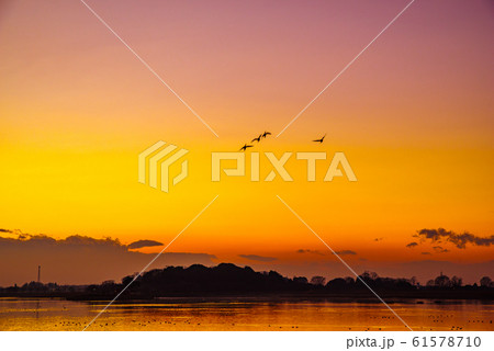 白鳥の飛来地　多々良沼　群馬県館林 61578710