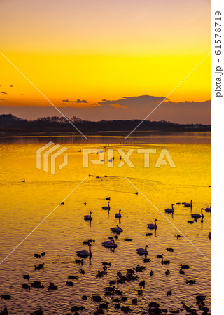 白鳥の飛来地 多々良沼 群馬県館林 白鳥の飛来地 多々良沼 群馬県館林 61578719