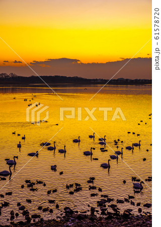 白鳥の飛来地 多々良沼 群馬県館林 白鳥の飛来地 多々良沼 群馬県館林 61578720