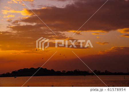 白鳥の飛来地 多々良沼公園 群馬県館林市 白鳥の飛来地 多々良沼公園 群馬県館林市 61578954