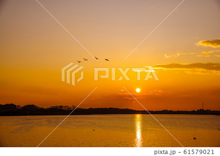 白鳥の飛来地　多々良沼　群馬県館林市 61579021