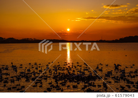 白鳥の飛来地 多々良沼 群馬県館林市 白鳥の飛来地 多々良沼 群馬県館林市 61579043