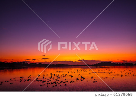 白鳥の飛来地　多々良沼　群馬県館林市 61579069