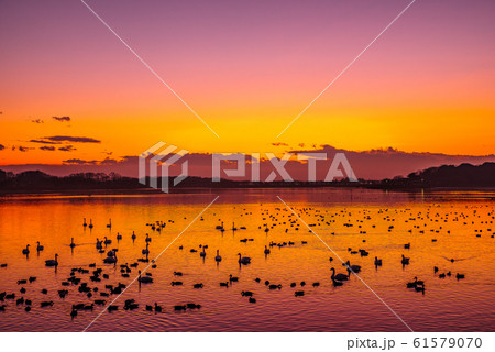 白鳥の飛来地　多々良沼　群馬県館林市 61579070