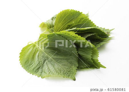 エゴマの葉 61580081