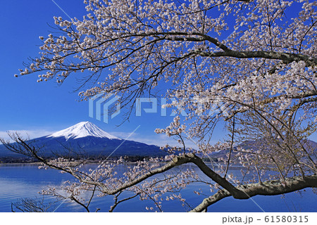 桜と富士山 61580315