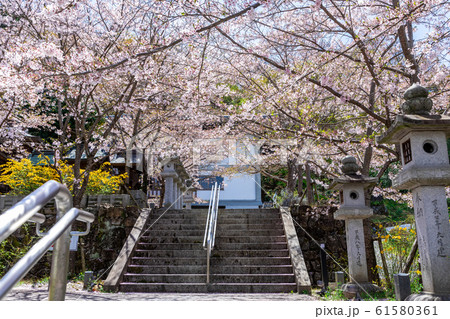 壷阪寺の桜 奈良県 壷阪寺の桜 奈良県 61580361