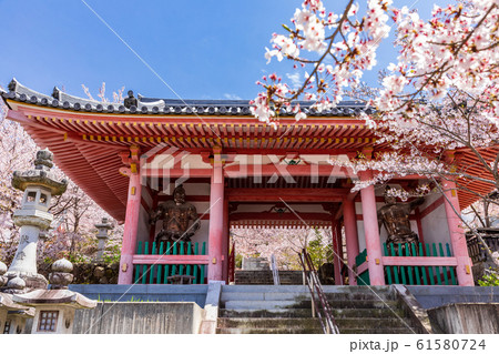 奈良壷阪寺の仁王門と桜 61580724