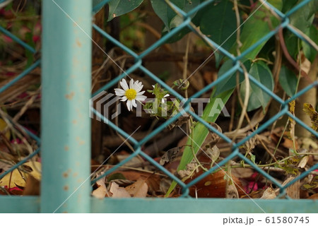 一輪の花 一輪の花 61580745