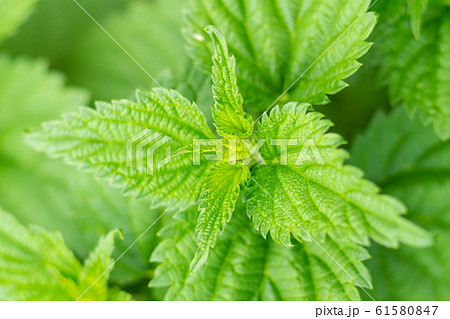 background mint bush openwork and long, green background mint bush openwork and long, green 61580847