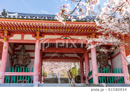 奈良壷阪寺の仁王門と桜 奈良壷阪寺の仁王門と桜 61580934