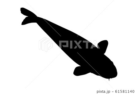 動物シルエット海 川コイ1のイラスト素材