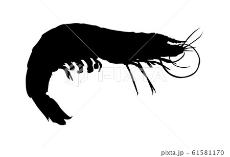 動物シルエット海 川エビ3のイラスト素材