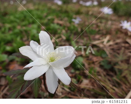 キクザキイチゲの花 キクザキイチゲの花 61581231