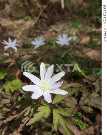 キクザキイチゲの花 キクザキイチゲの花 61581234