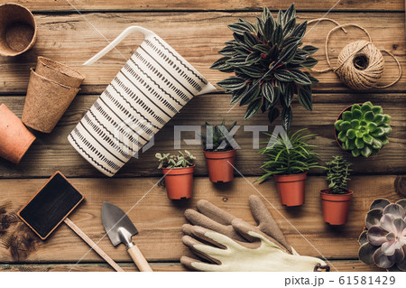 Collection of various succulent plants and garden tools on wooden background 61581429