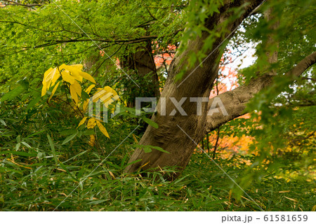 植物 61581659