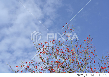 ハナミズキの赤い実 61581673