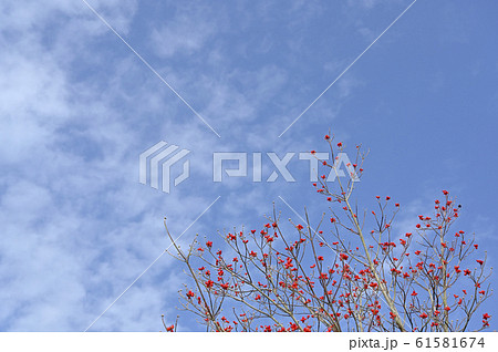 ハナミズキの赤い実 61581674