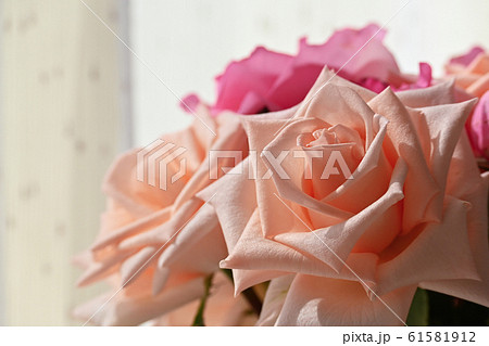 beautiful orange rose gold flower color blossom blooming in the morning day beautiful orange rose gold flower color blossom blooming in the morning day 61581912