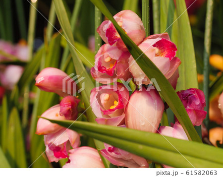 Close-up shot bouquet of a fresh and natural Close-up shot bouquet of a fresh and natural 61582063