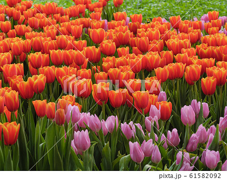 Fresh and nature a group of colorful tulip 61582092