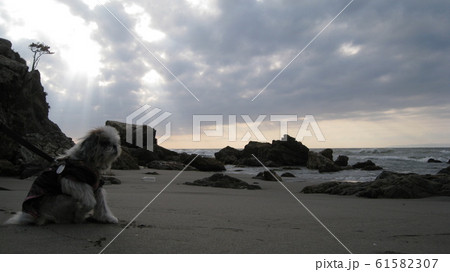 秋の日本海の海岸で散歩する犬と雲の隙間から照らす現象の天使の梯子 秋の日本海の海岸で散歩する犬と雲の隙間から照らす現象の天使の梯子 61582307