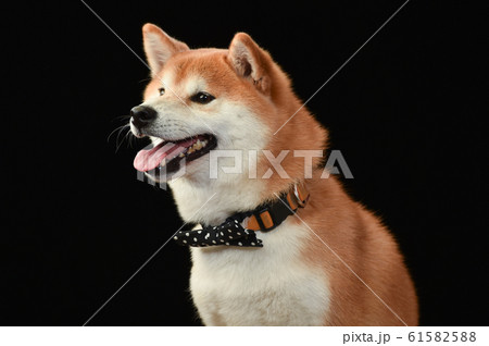 柴犬 柴犬 61582588