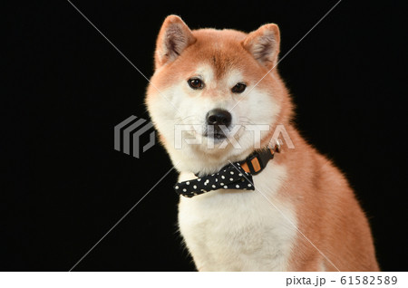 柴犬 柴犬 61582589