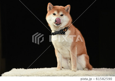 柴犬 柴犬 61582590