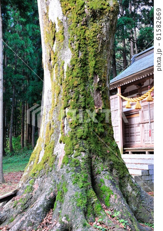吉野神社のケヤキ 吉野神社のケヤキ 61582669