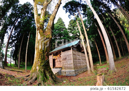 吉野神社のケヤキ 吉野神社のケヤキ 61582672
