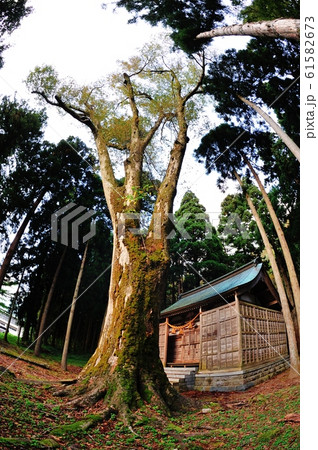 吉野神社のケヤキ 吉野神社のケヤキ 61582673