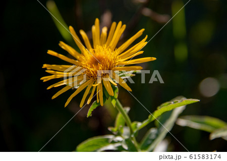 秋の黄色い花をつけた野草 61583174