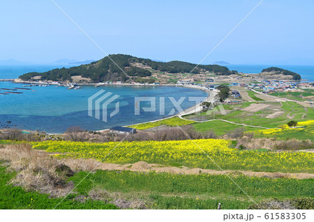 莞島郡 菜の花 観光名所 61583305