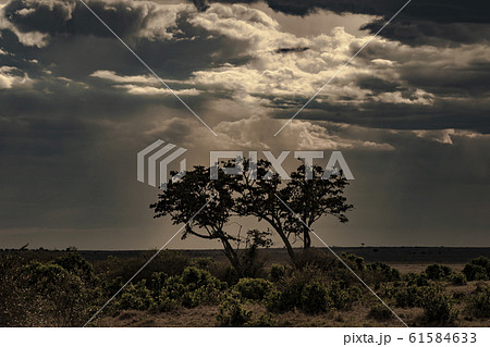 アフリカの大地と薄明光線 アフリカの大地と薄明光線 61584633